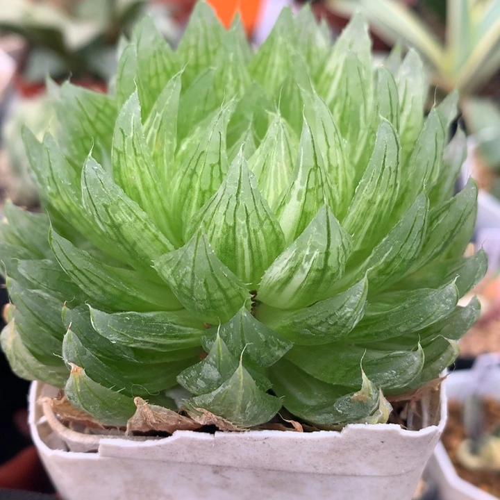 樱水晶玉露锦，带盆发货