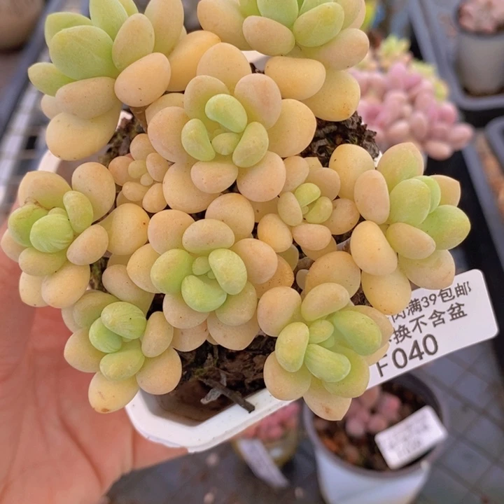 白奶糖老桩10cm040多肉植物