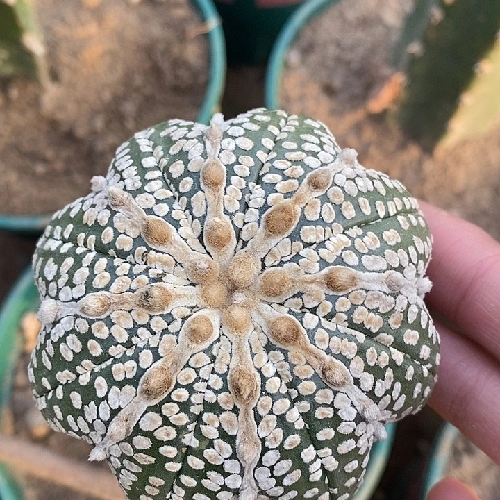 三角苗接米子连线海星奇迹