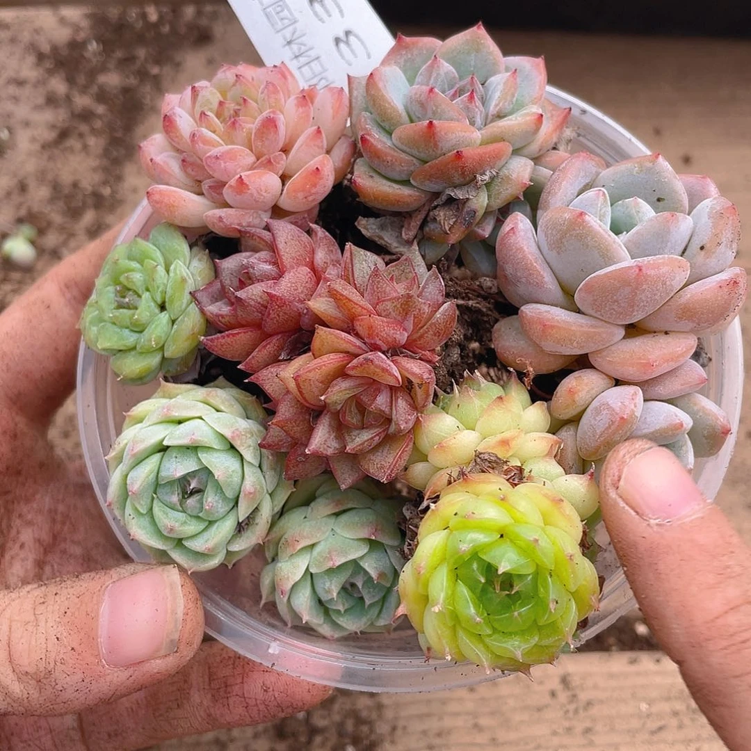 多肉植物多肉植物332