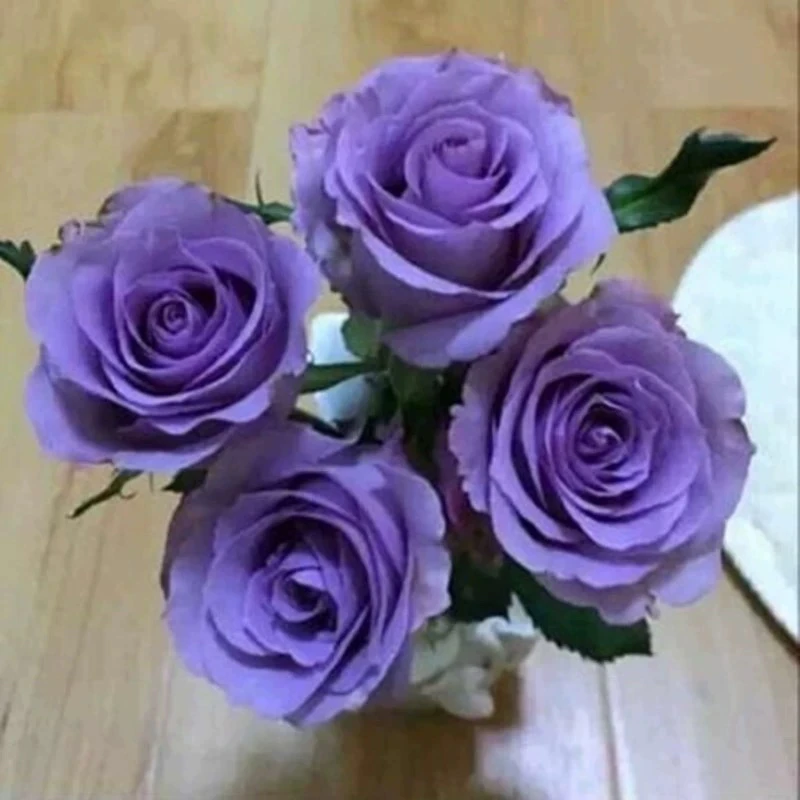 朵拉园艺【喝彩】蓝紫色大花浓香型月季花苗