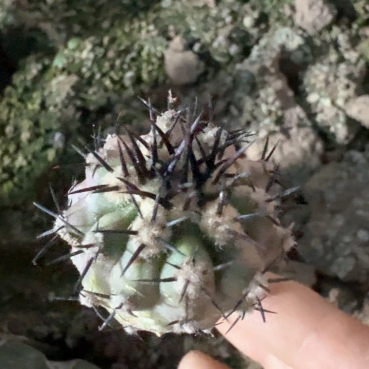 回***p339福利黑王仙人球