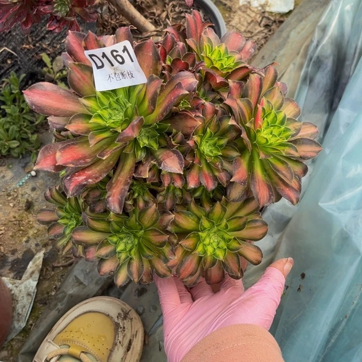 161韶华多肉法师不包断枝