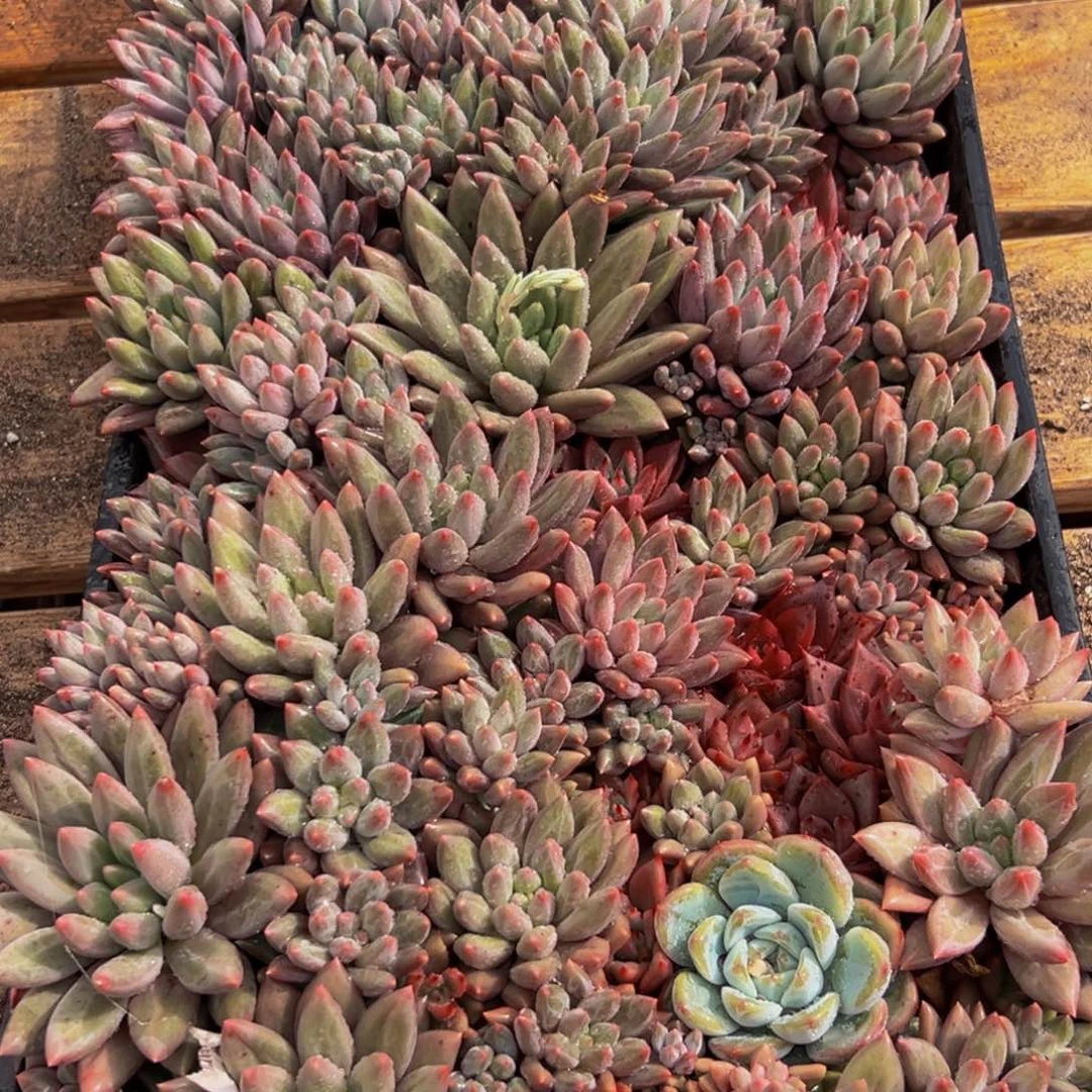 阿***.735多肉葡萄的价格是多少啊哈哈