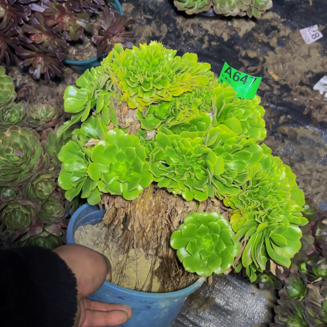绿杨蓉缀化1-10¥¥¥