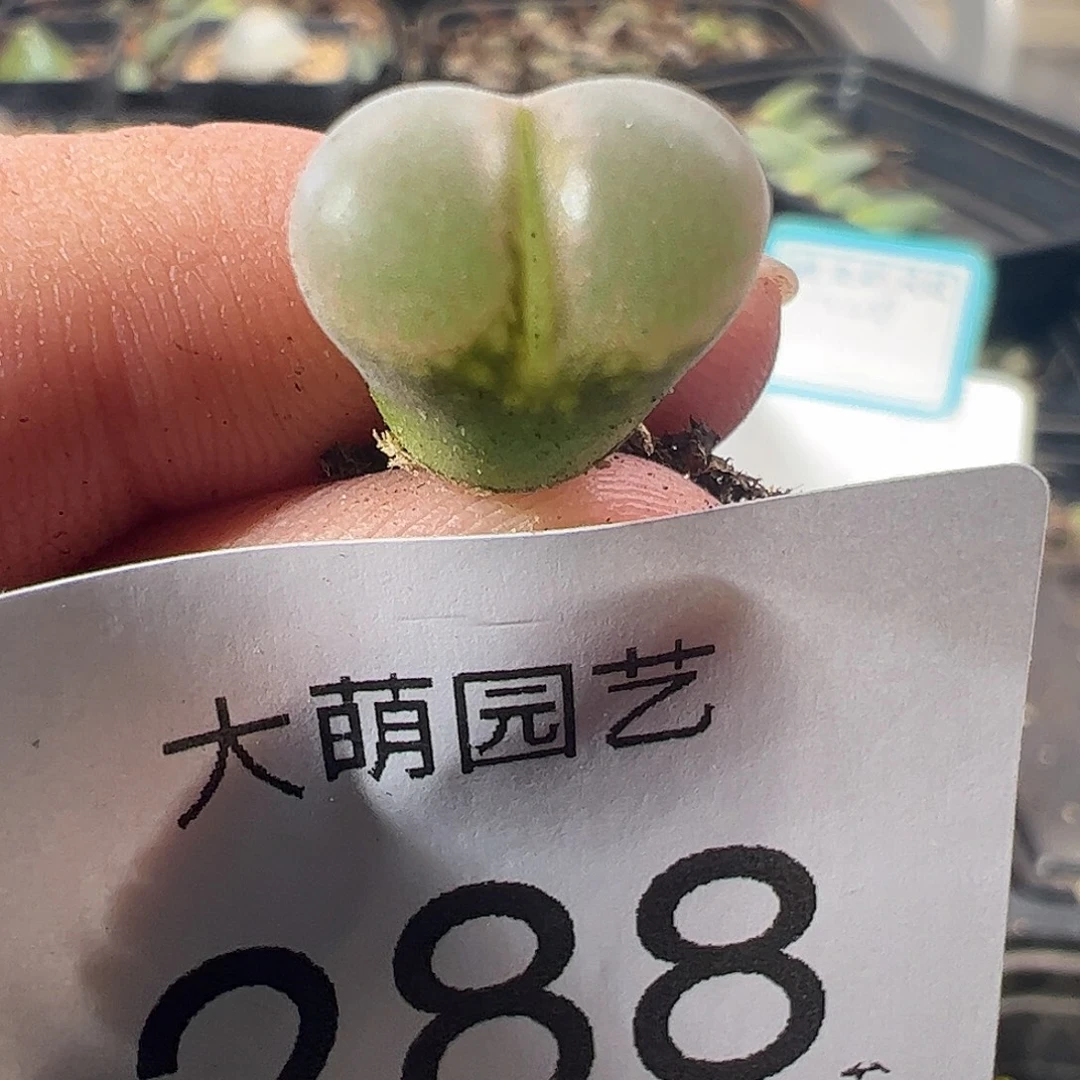 一物一拍正版PV1089鲑鱼粉。288