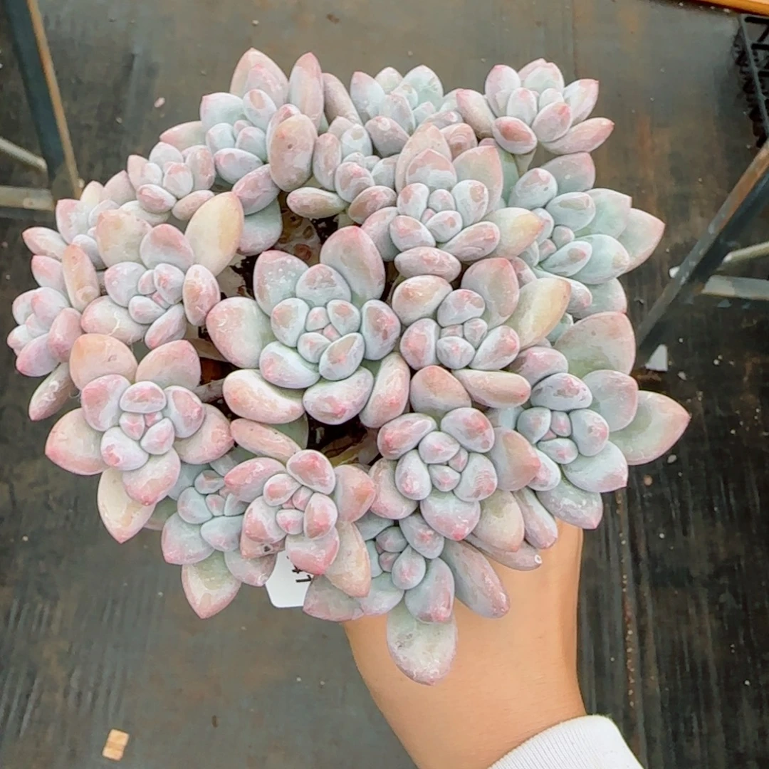 小脸香水无砍，2141多肉植物