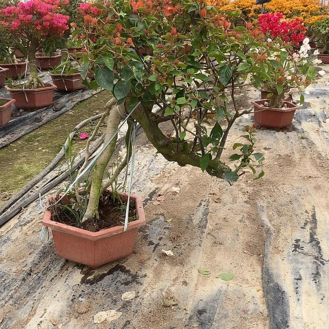 红陶@***@四季同安红