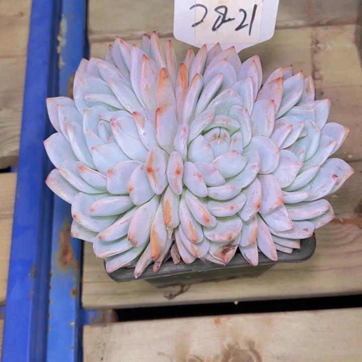蕾***蕾28-21/////////////////