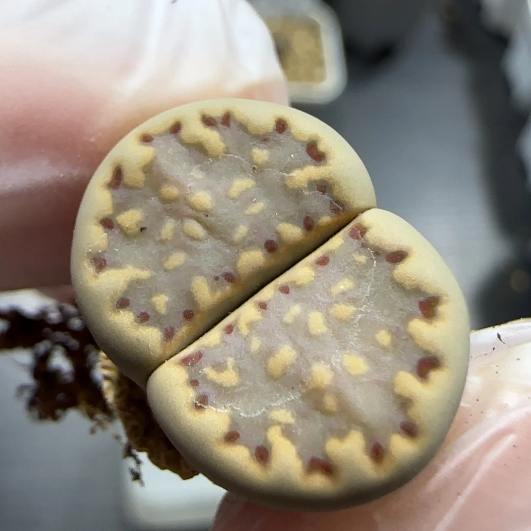 10.24。 母本饼干。5074