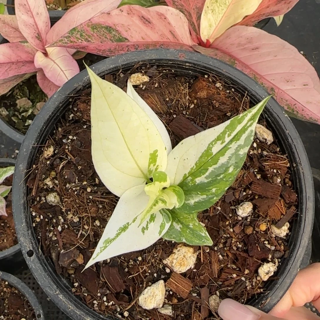 R3-1221大理石鸟巢花烛锦