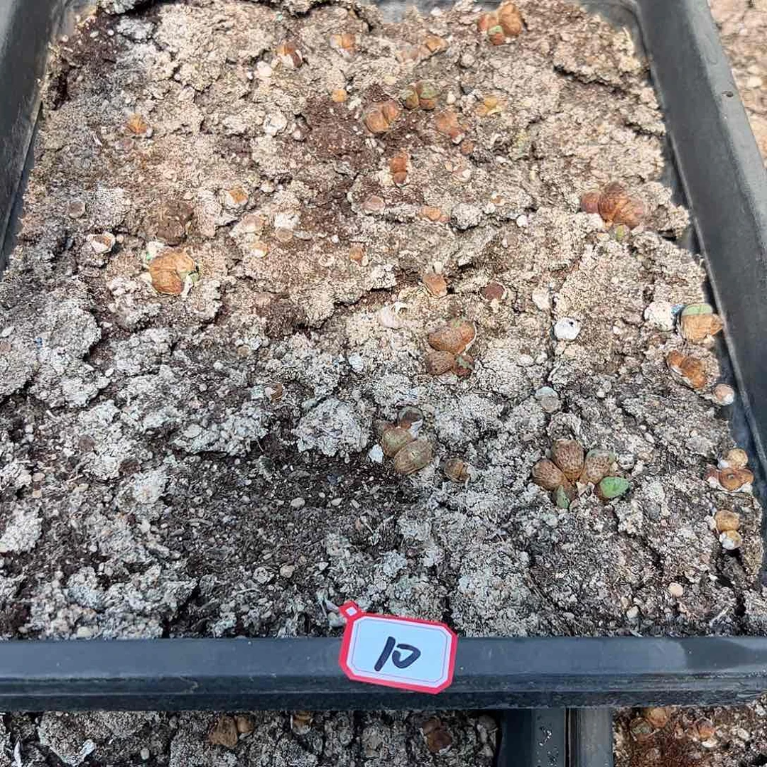 000010清框脱土发……