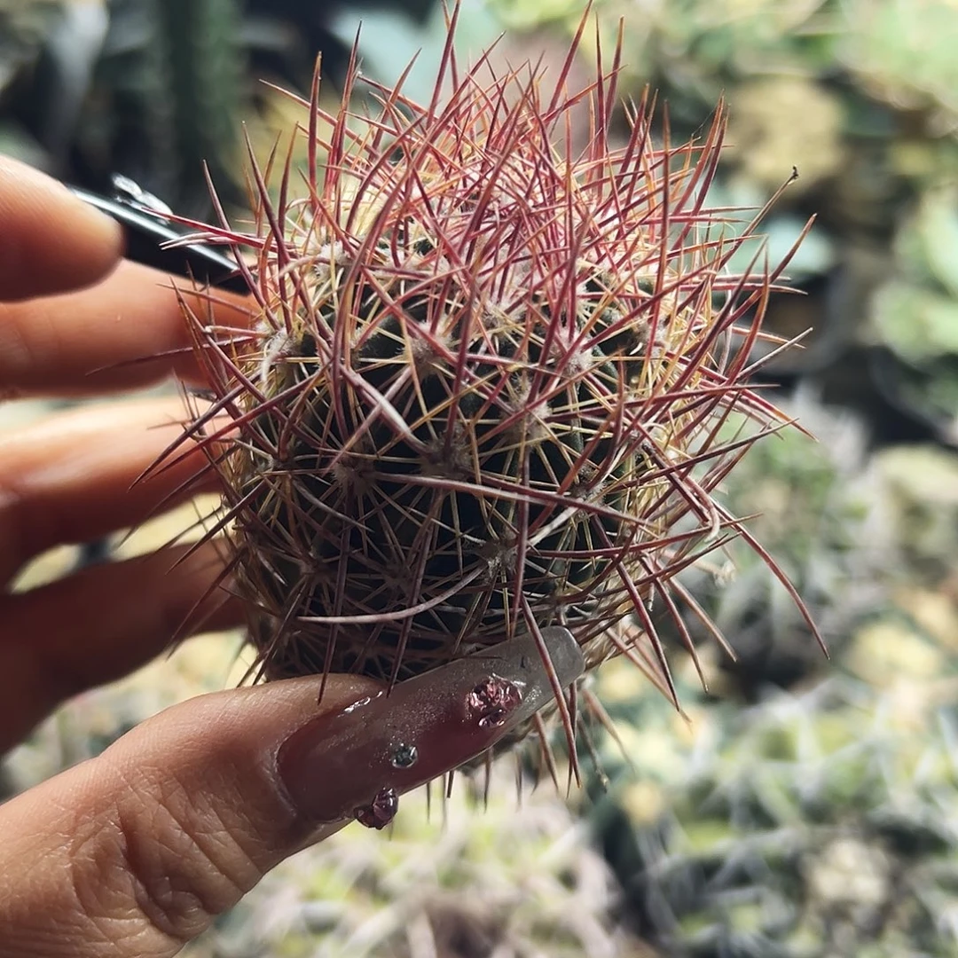 英冠仙人球66666666666