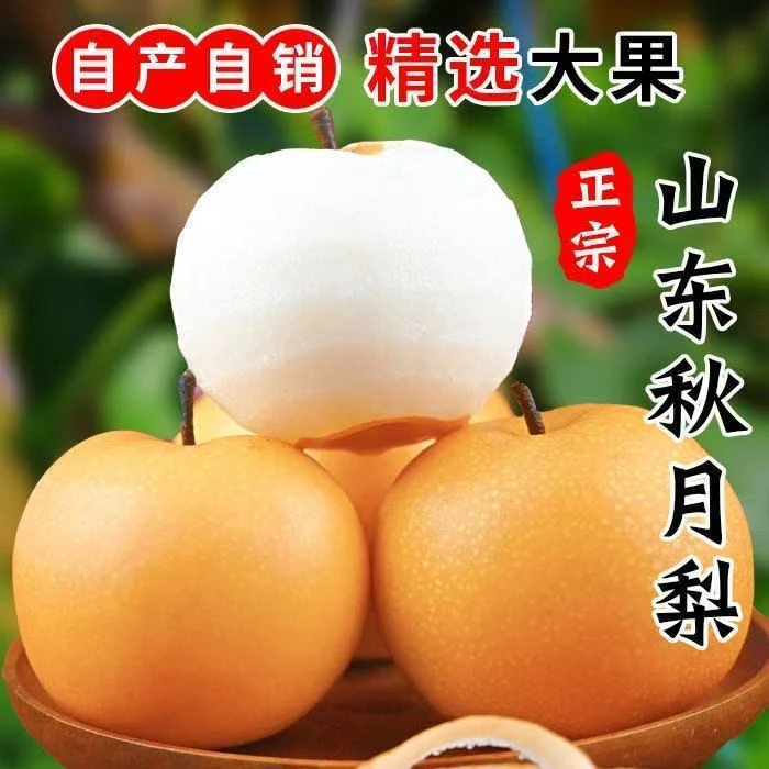 【现货速度】山东正宗秋月梨新鲜现摘薄皮脆甜多汁当季水果冰糖雪梨