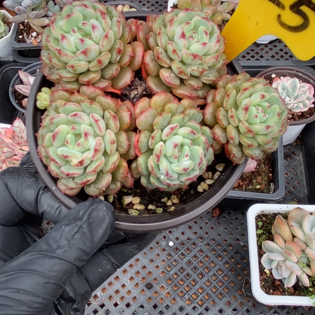 1625白胖子多肉zhiwu