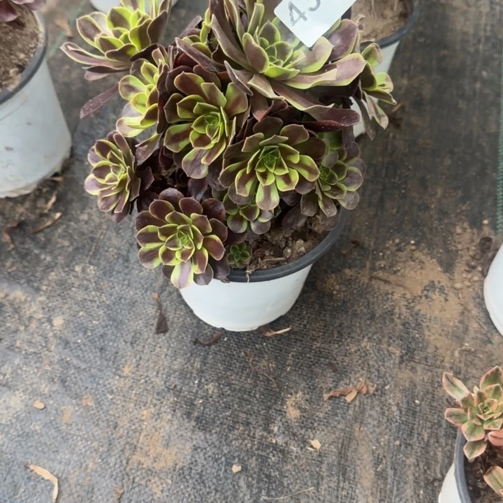 437欧嘉莉两单包邮。