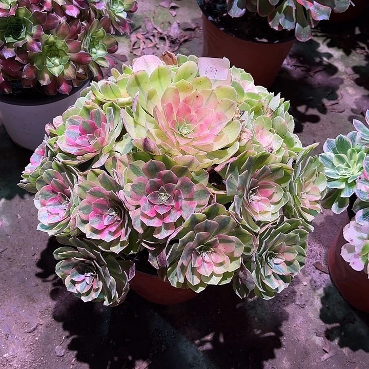 多肉植物雨荷00629