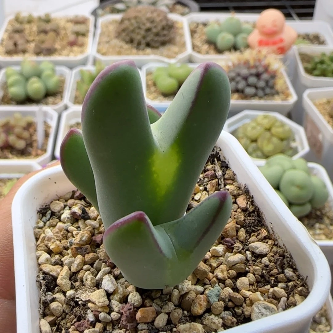 6288大白多肉植物园