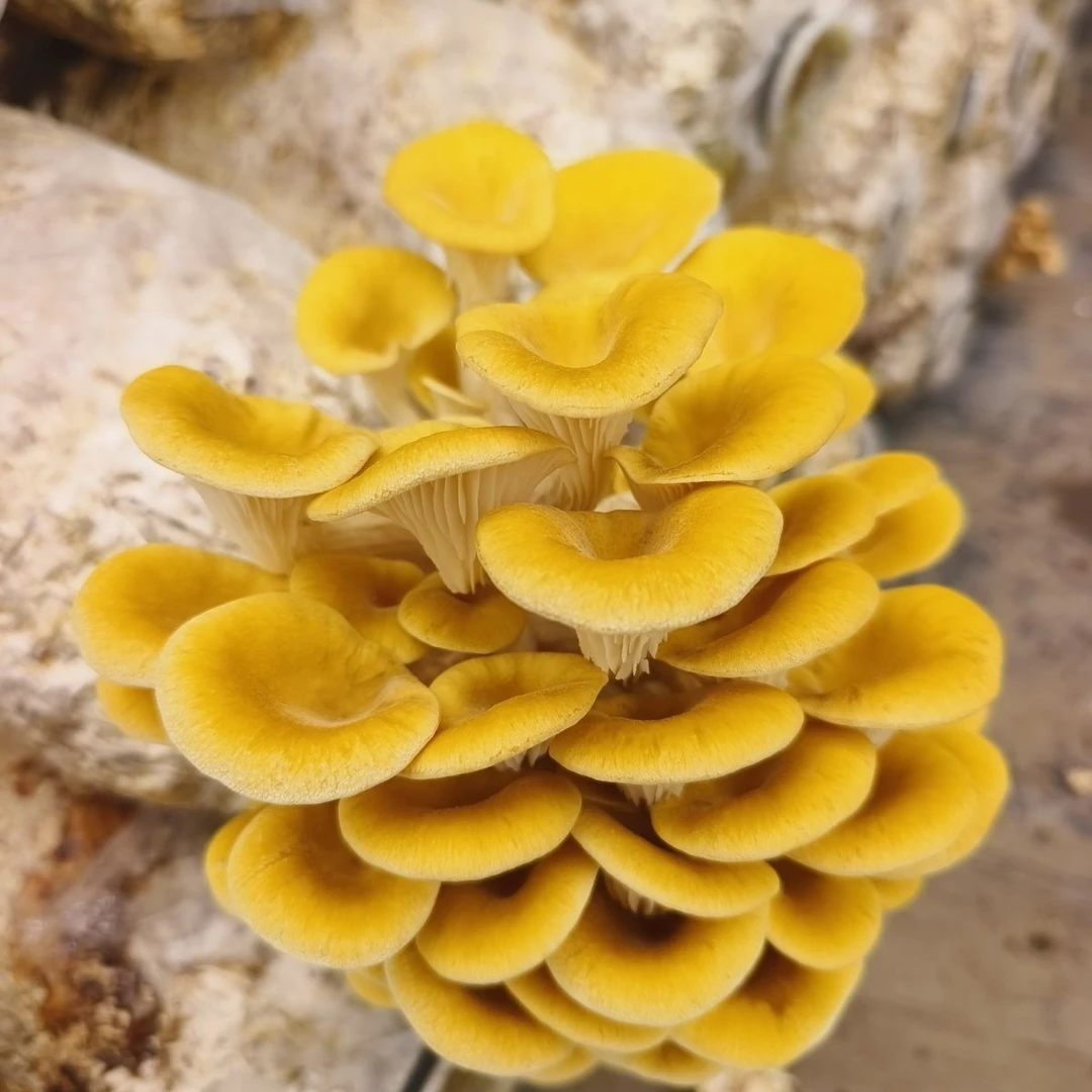 精选干货玉皇蘑/榆黄蘑/鸡油菌干货绿色营养煲汤炒菜食材