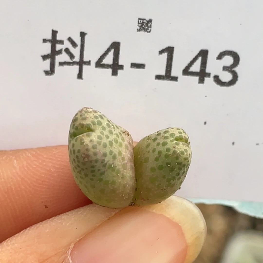 4-143斑马955d肉锥
