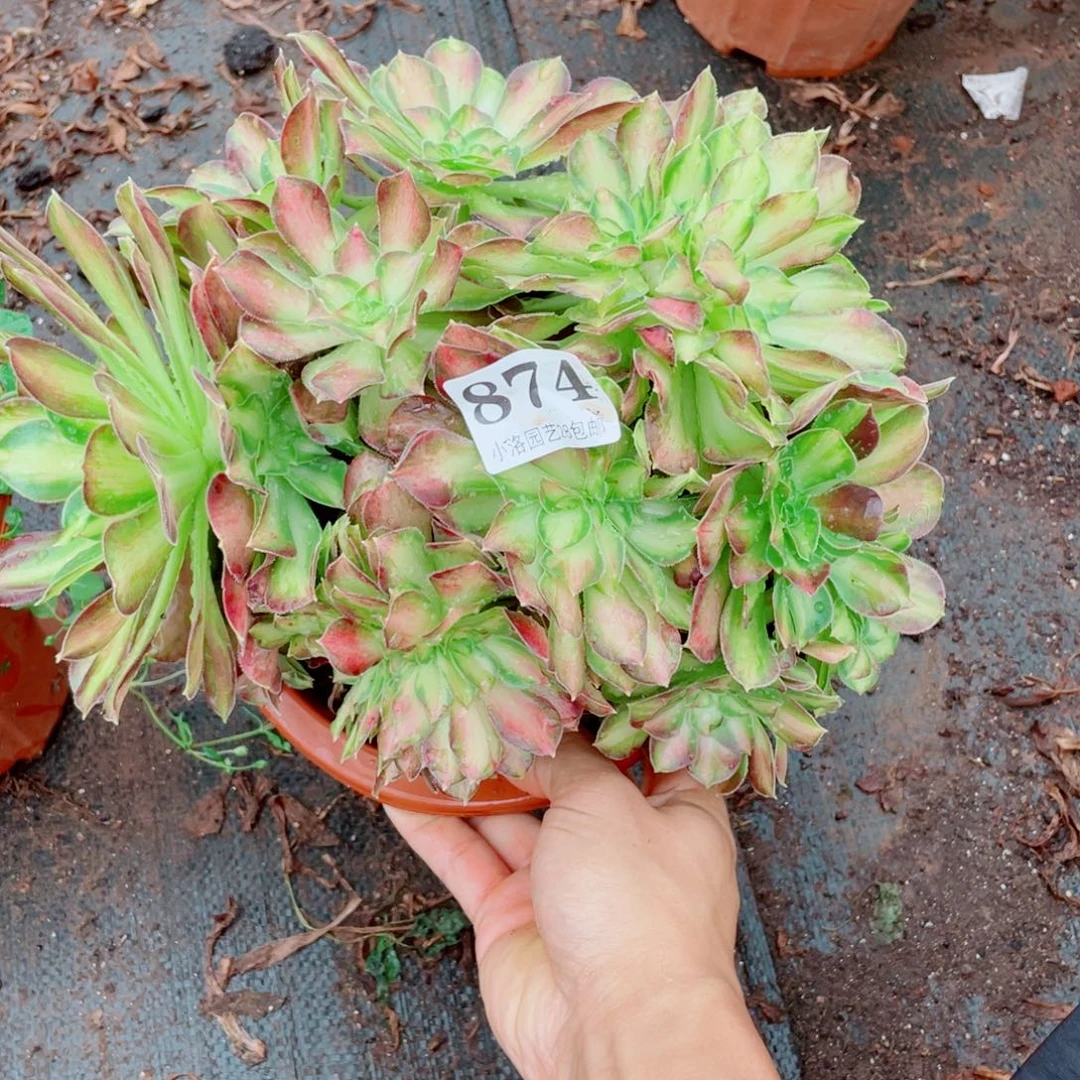 874号韶华缀化多肉植物法师