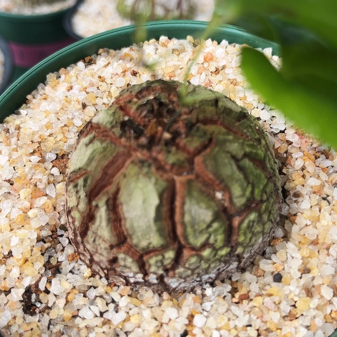 潮流植物优选南非龟