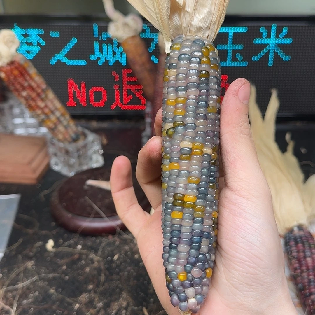 柏香籽/百香籽吊坠柚***檬