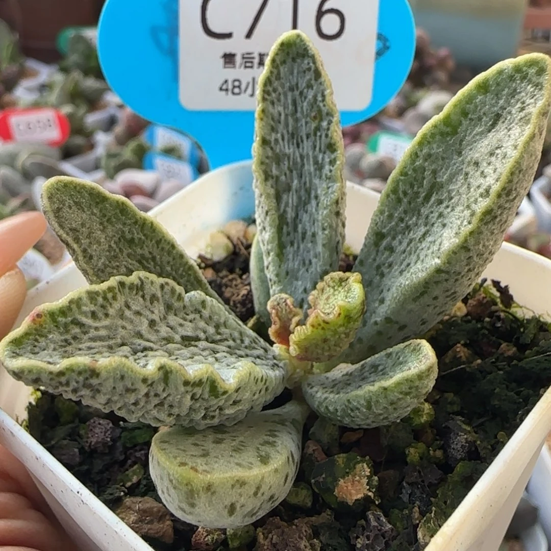 花岗岩。   716。