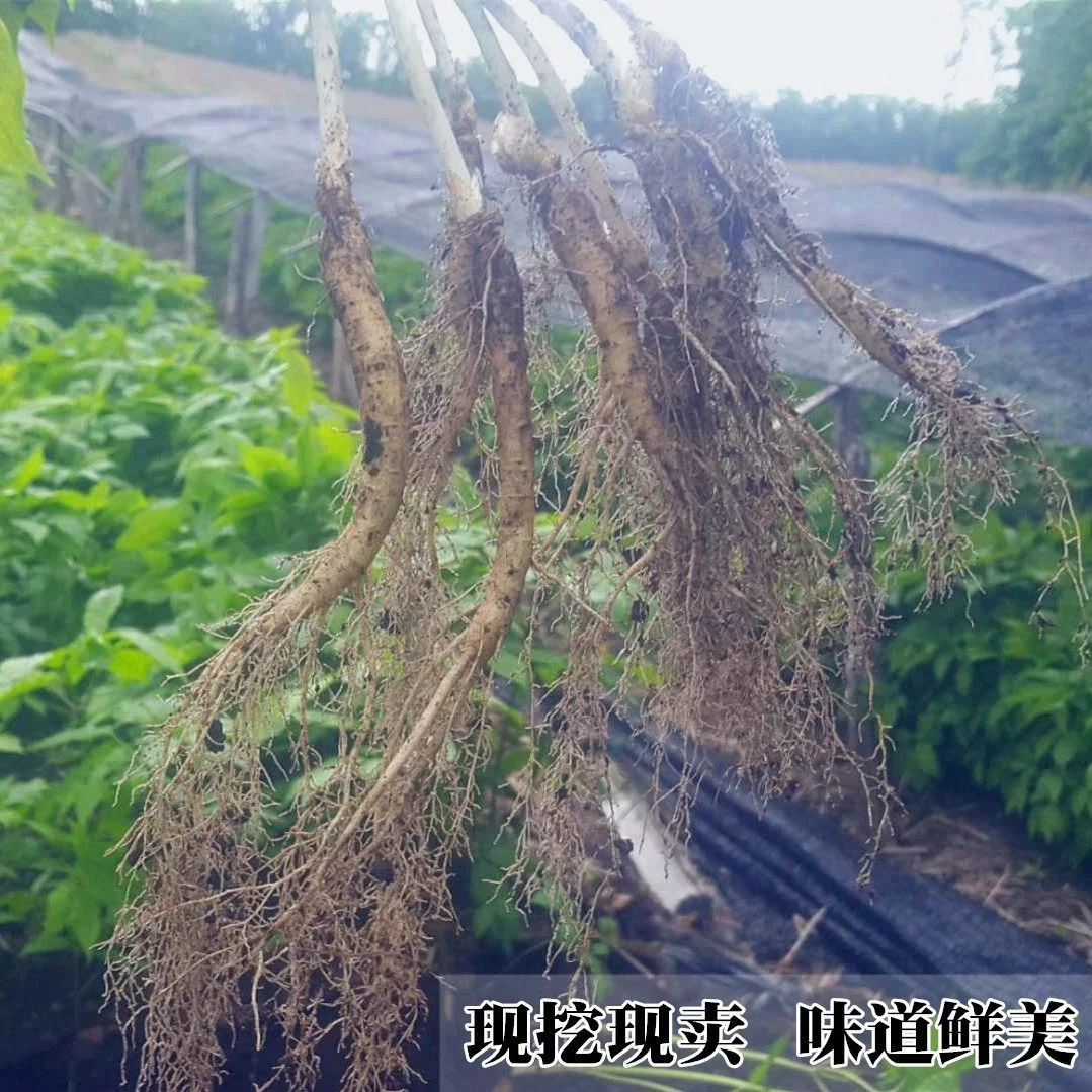 长白山新鲜足龄人参可泡酒煲汤滋补佳品