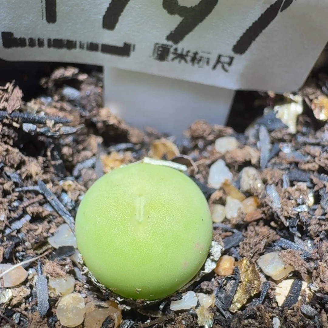 Ssss精品生石花1797
