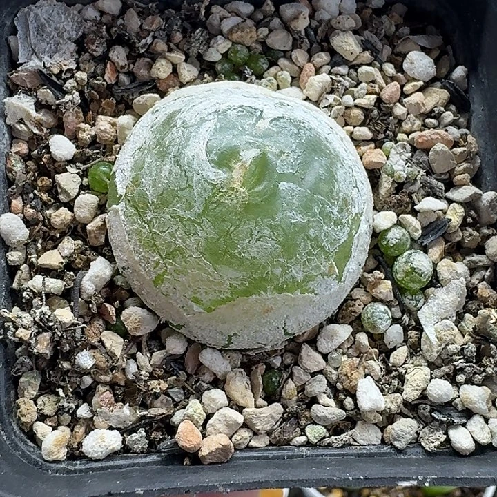 老马生石花3.4灯泡母本2174