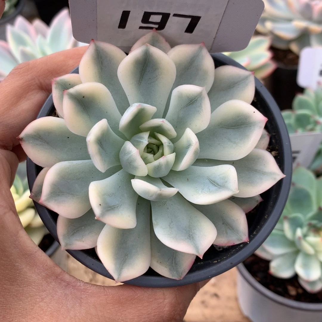 197月亮仙子锦锦锦锦