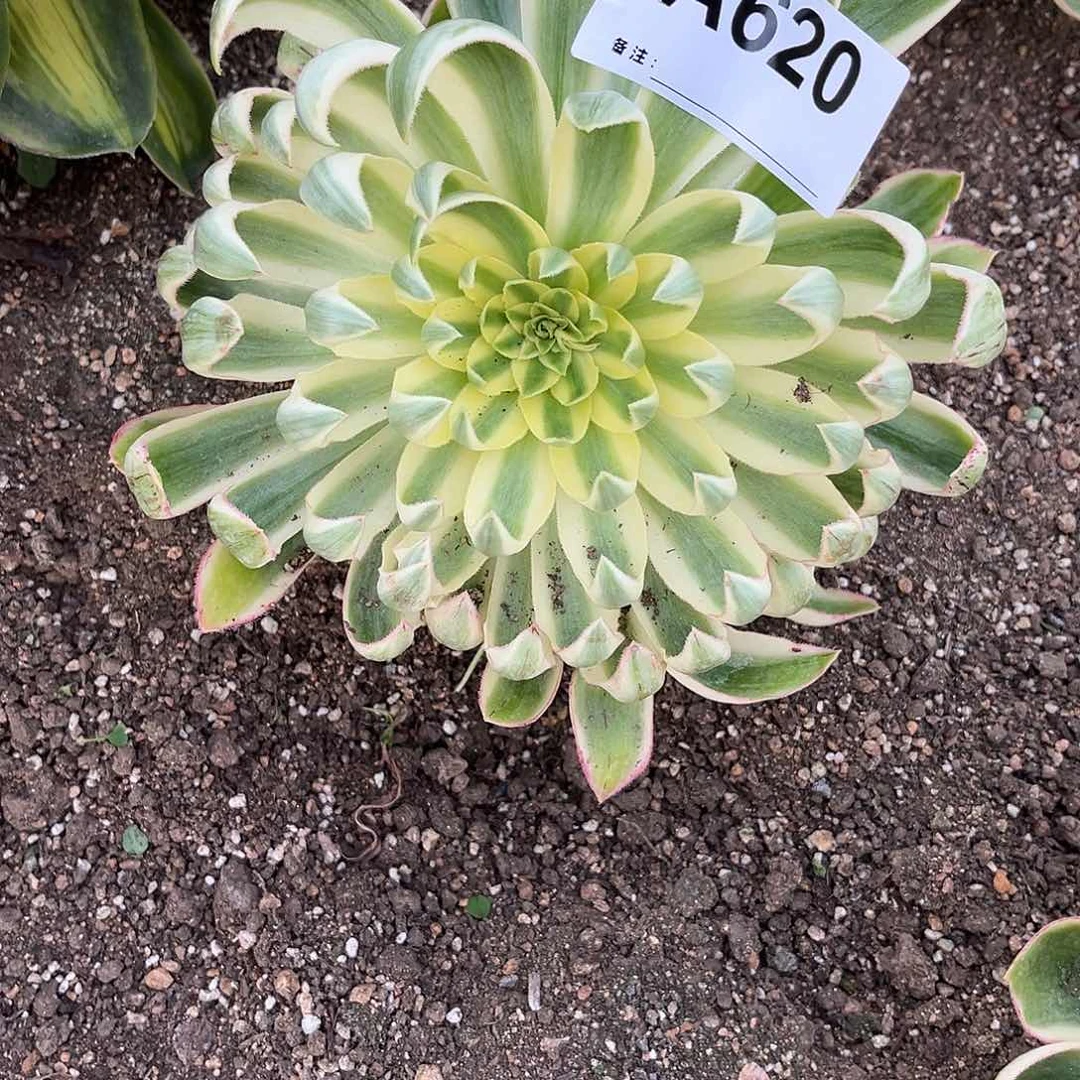 ?**儿青莲法师多肉植物