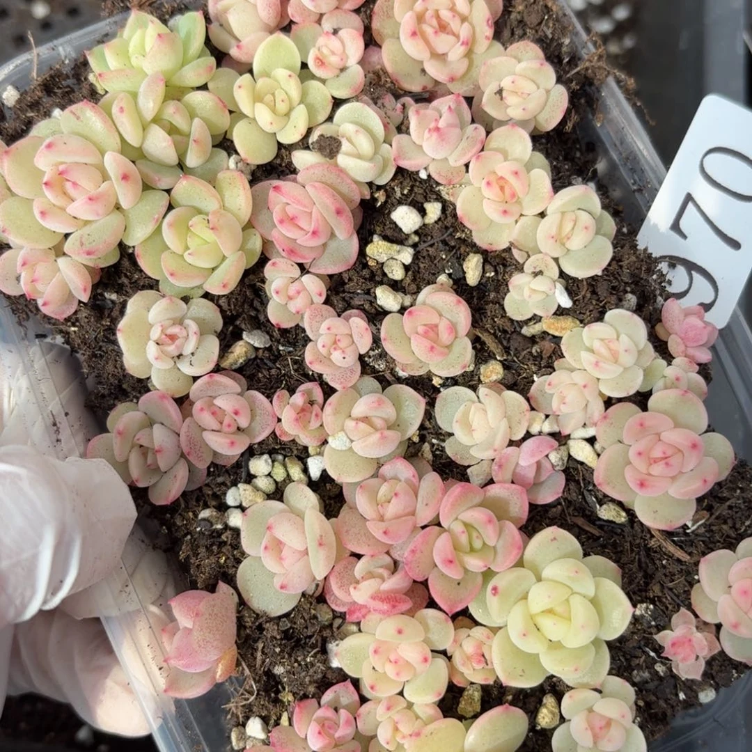 多肉植物多肉植物970