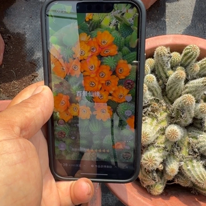 矮胖白檀100侧芽一个