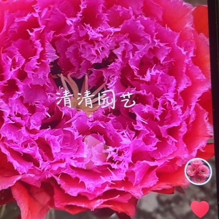 清清苏苏侧牙仙人球
