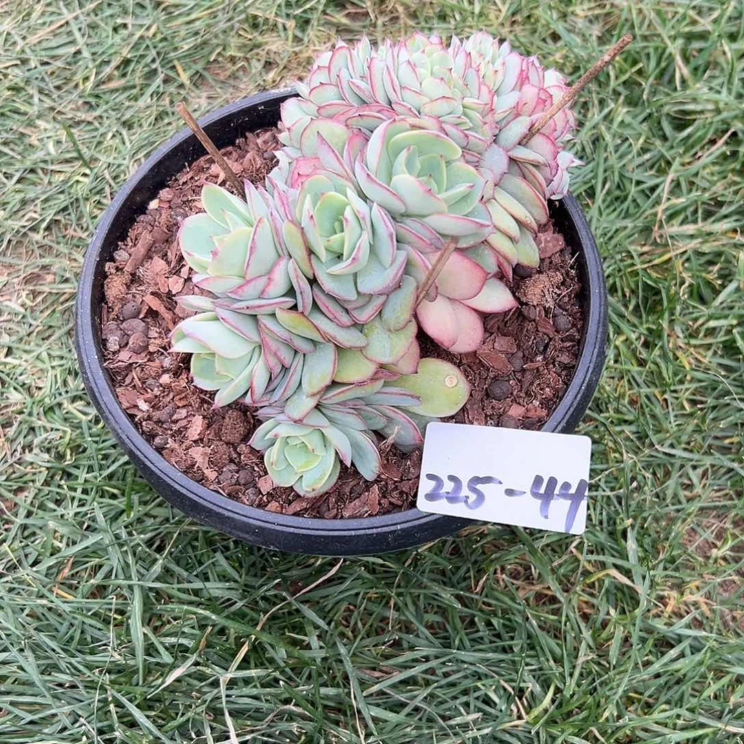 梦*225-44牡丹亭缀化多肉寄养