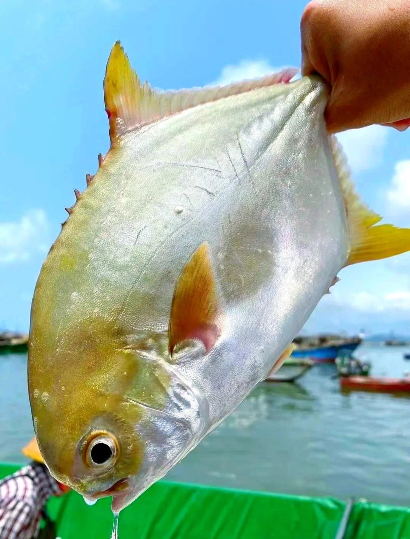 【广西北海深海特大金鲳鱼】活鱼锁鲜金鲳鱼单条350-400克顺丰包邮