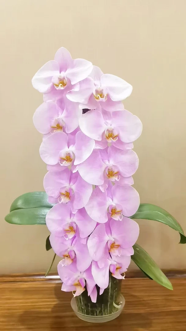 带剑，瑕疵《芳美女朋友》3.0寸蝴蝶兰，苗情很好没开花