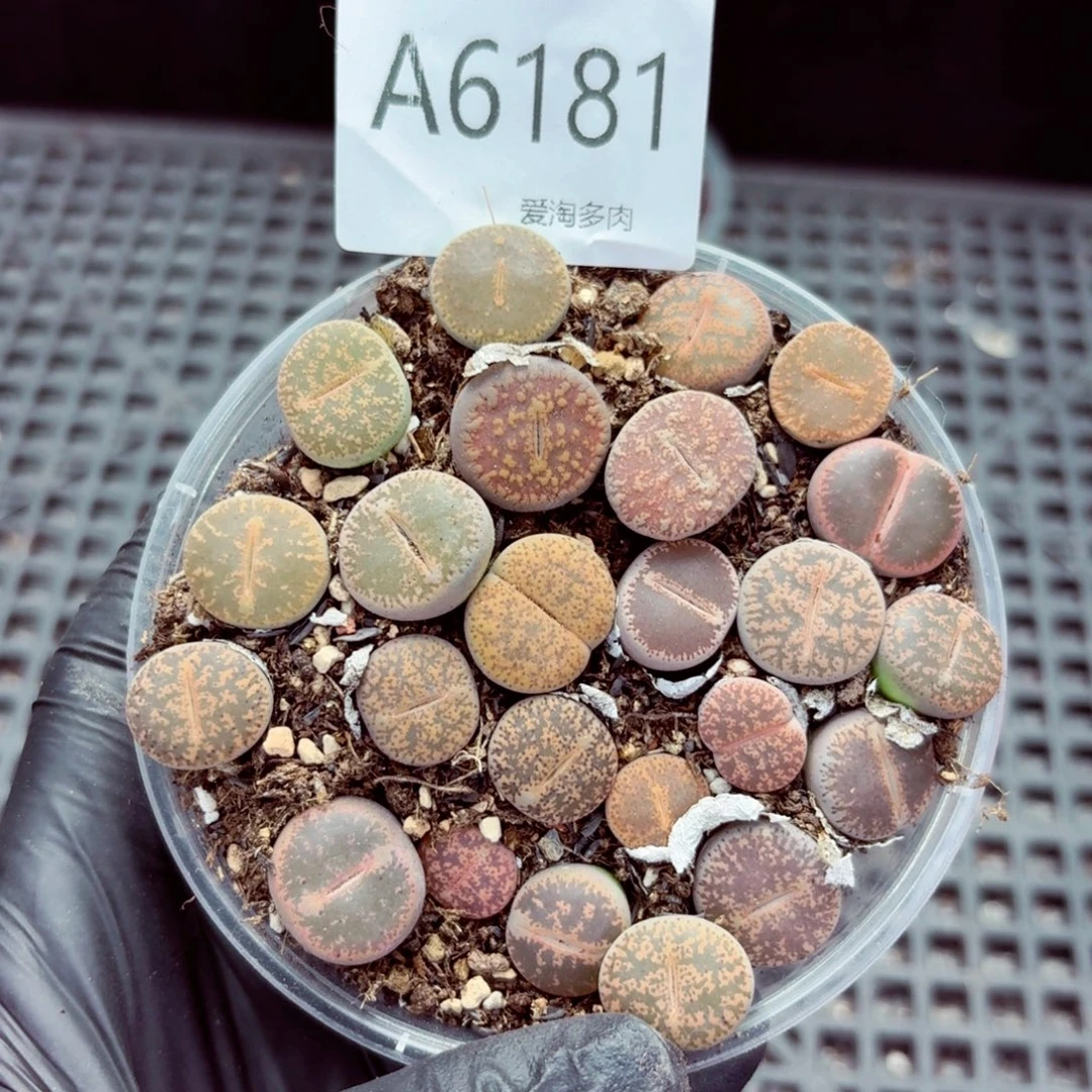 6181–生石花 生石花