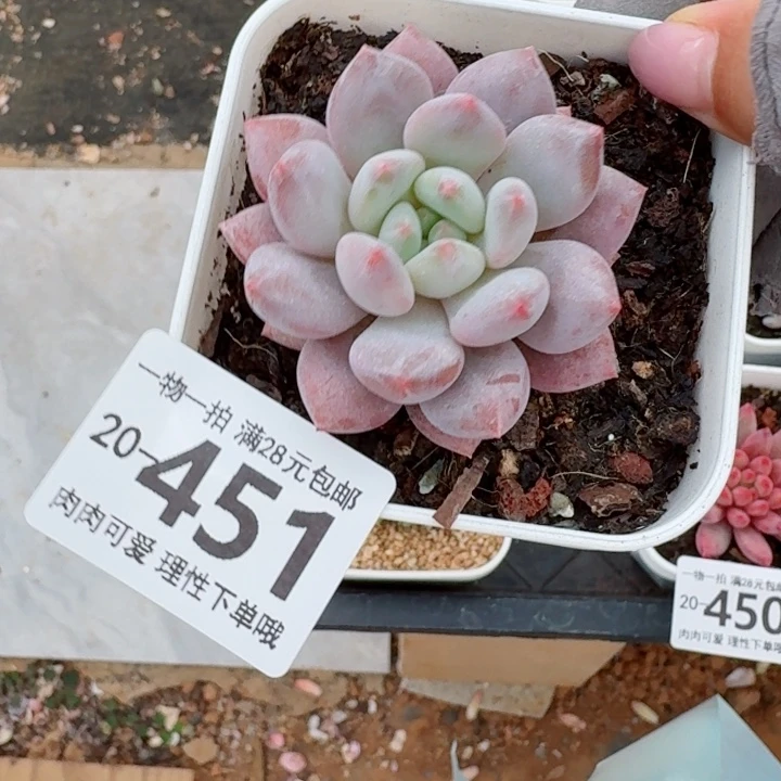 半夏多肉无盆土发货无盆土发货无