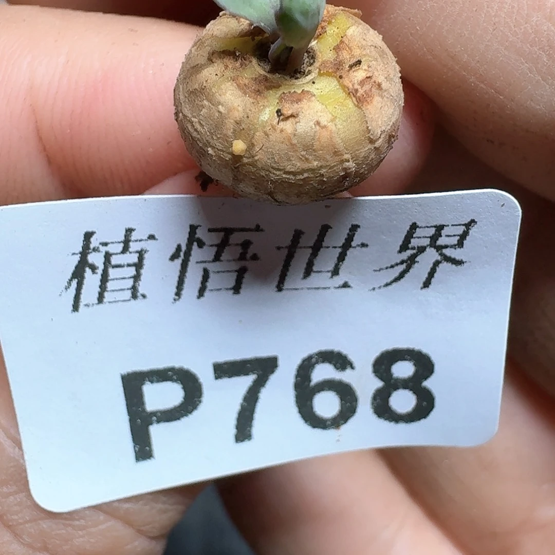 768盒多肉植物哇x c c