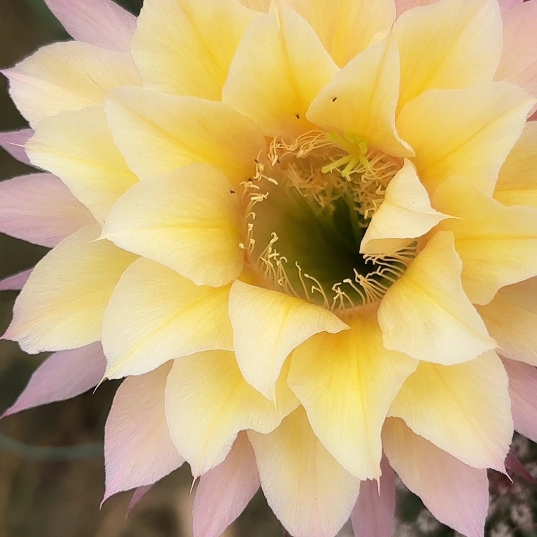 A38无根侧牙四公分新品