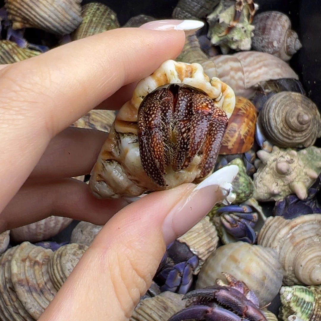 福利黑莓（口径1.6）