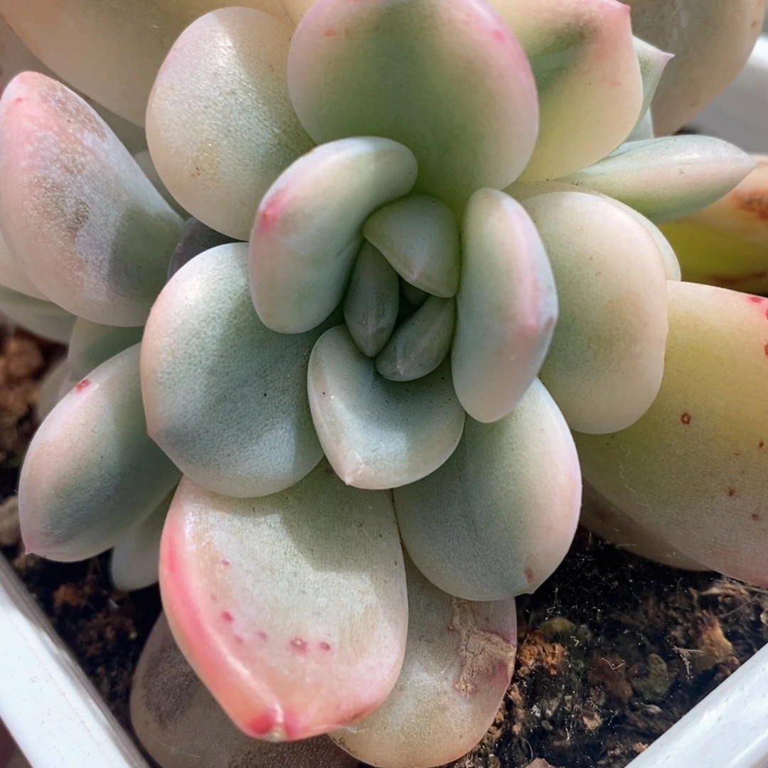 星颖锦复轮崽多肉锦景天