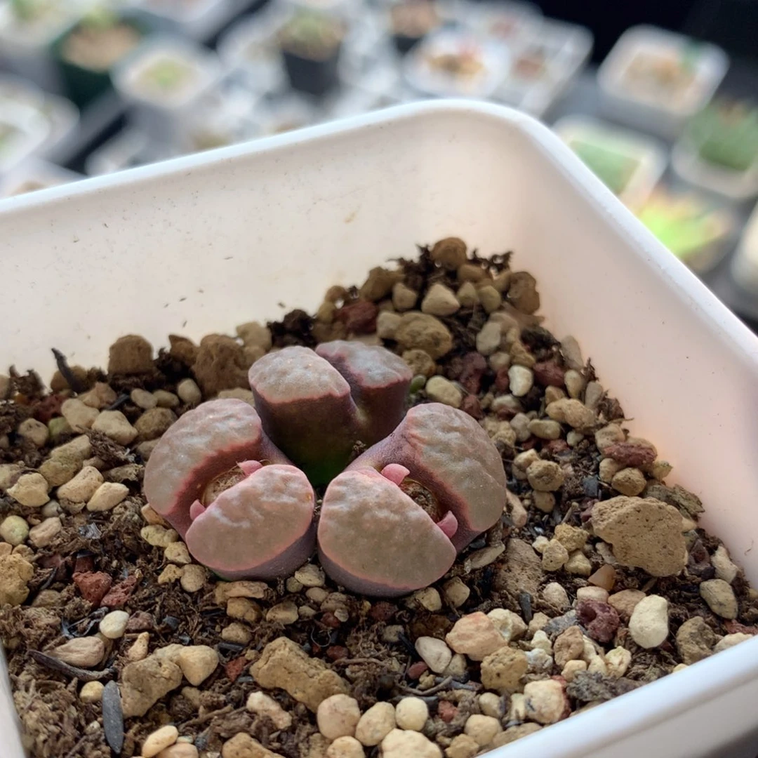 a899磁铁风铃母本