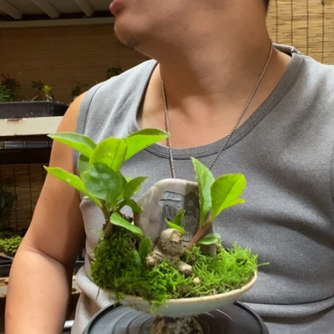 红陶西****芙一物一拍所见即所得196