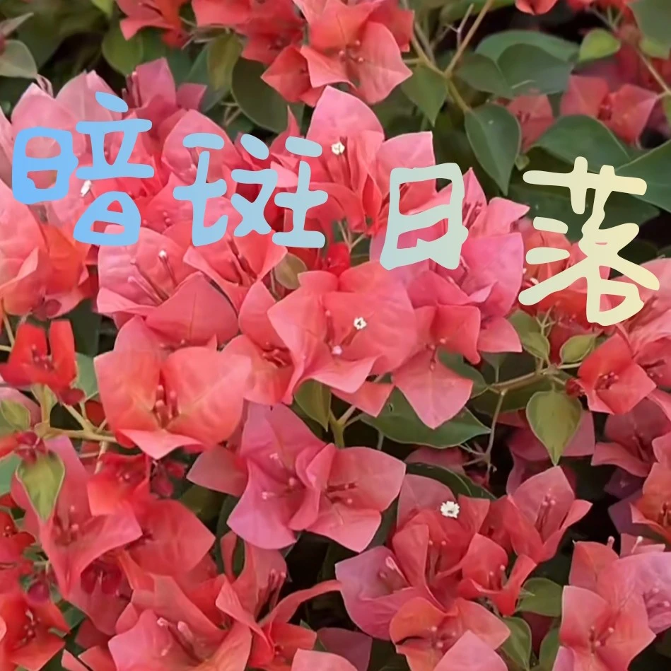 暗斑日落三角梅袋苗包对版发货爆花勤花品种