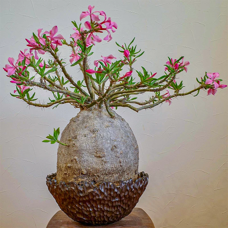 天马空 多肉 Pachypodium succulentum实生苗 棒捶树属