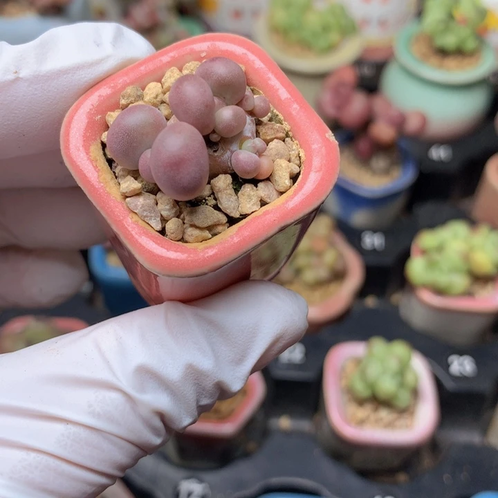 胡巴奶酪  4头 矮粗桩子